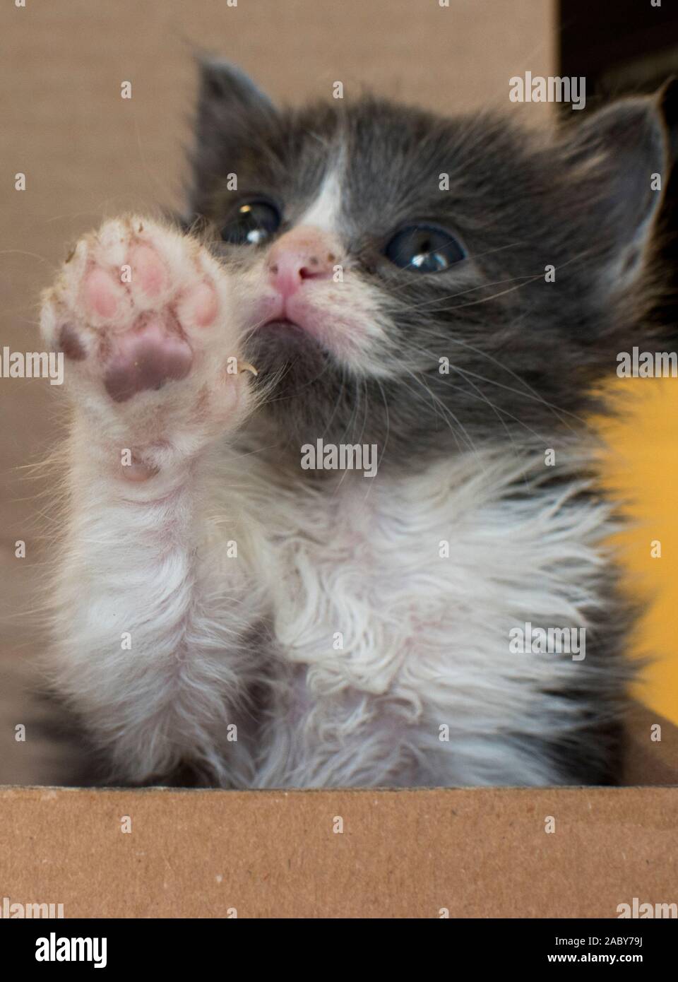 Kleines Kätzchen Stockfoto