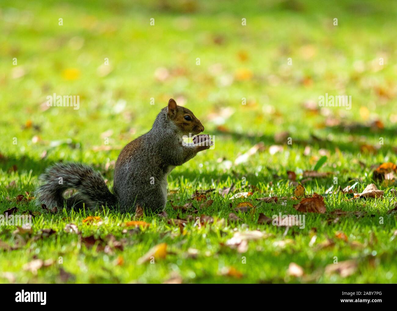 Gray Park Eichhörnchen essen einer Mutter, die im Sommer in einem britischen Park Raum für Text und kopieren Sie Platz im Hintergrund Stockfoto