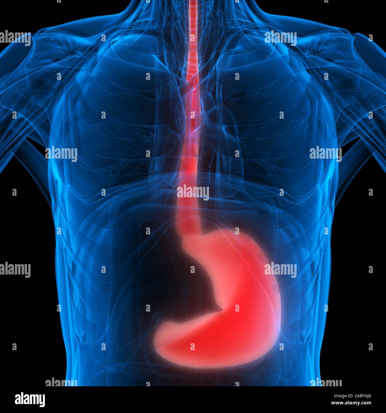 Anatomie Des Verdauungssystems Der Menschlichen Inneren Organe. 3D Stockfoto