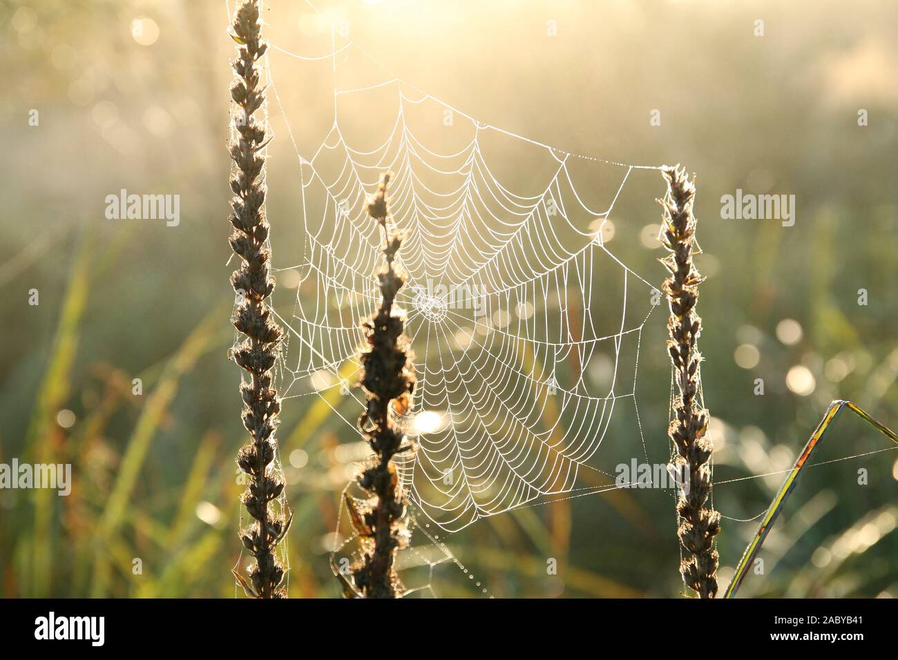 Spinnennetz auf einer Wiese von der aufgehenden Sonne beleuchtet. Stockfoto