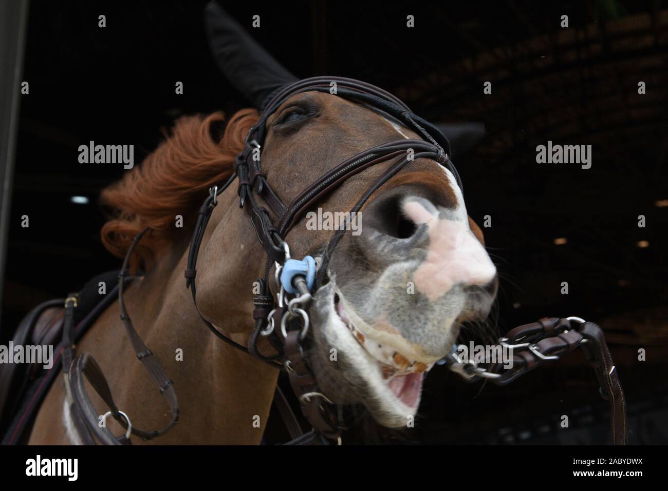 Ein Pferd während der Woche in Madrid Pferd, eine 3-tägige Veranstaltung von Wettbewerben, Shows und Ausstellungen. Stockfoto