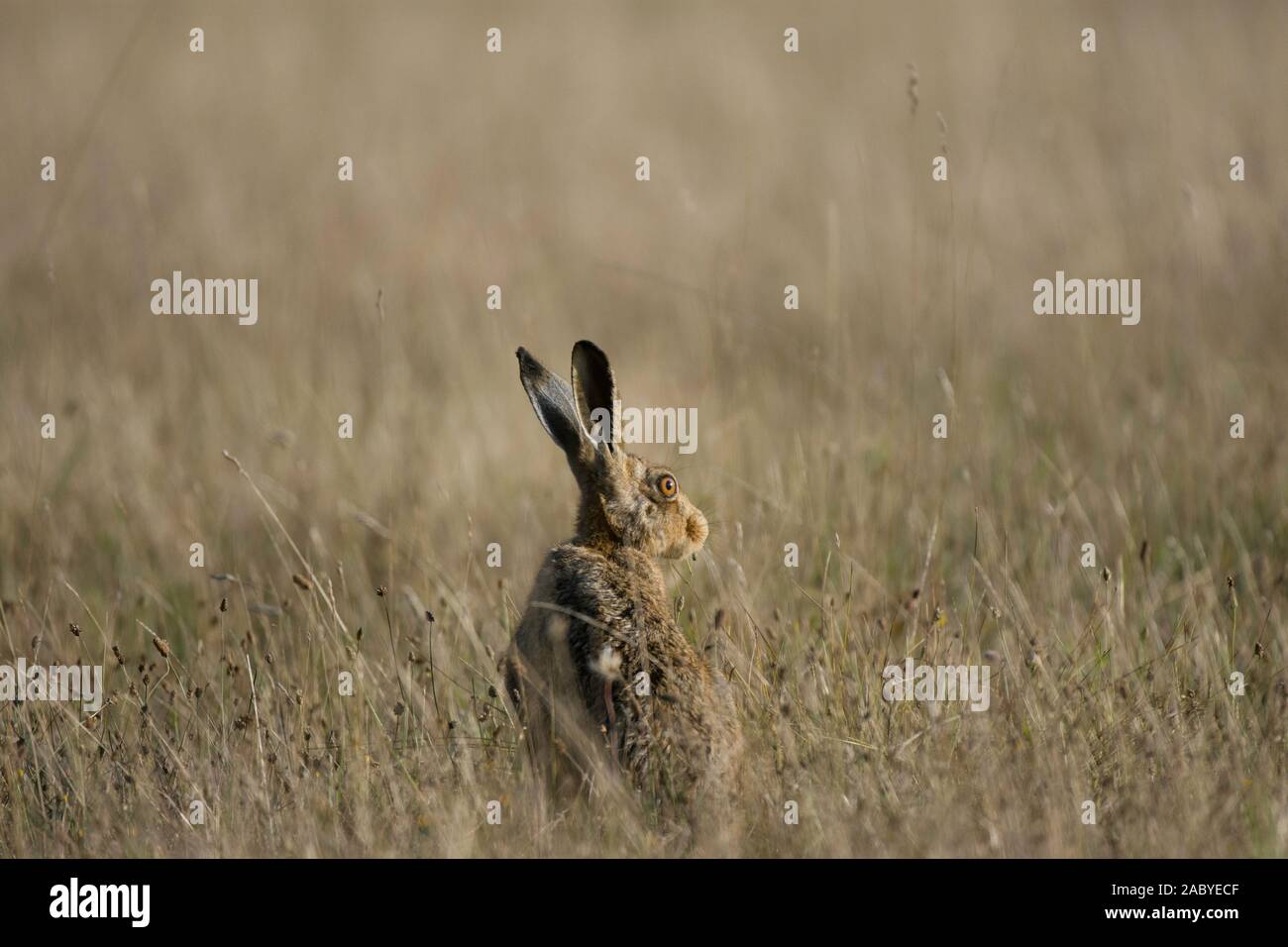 Brauner Hase im Feld Stockfoto