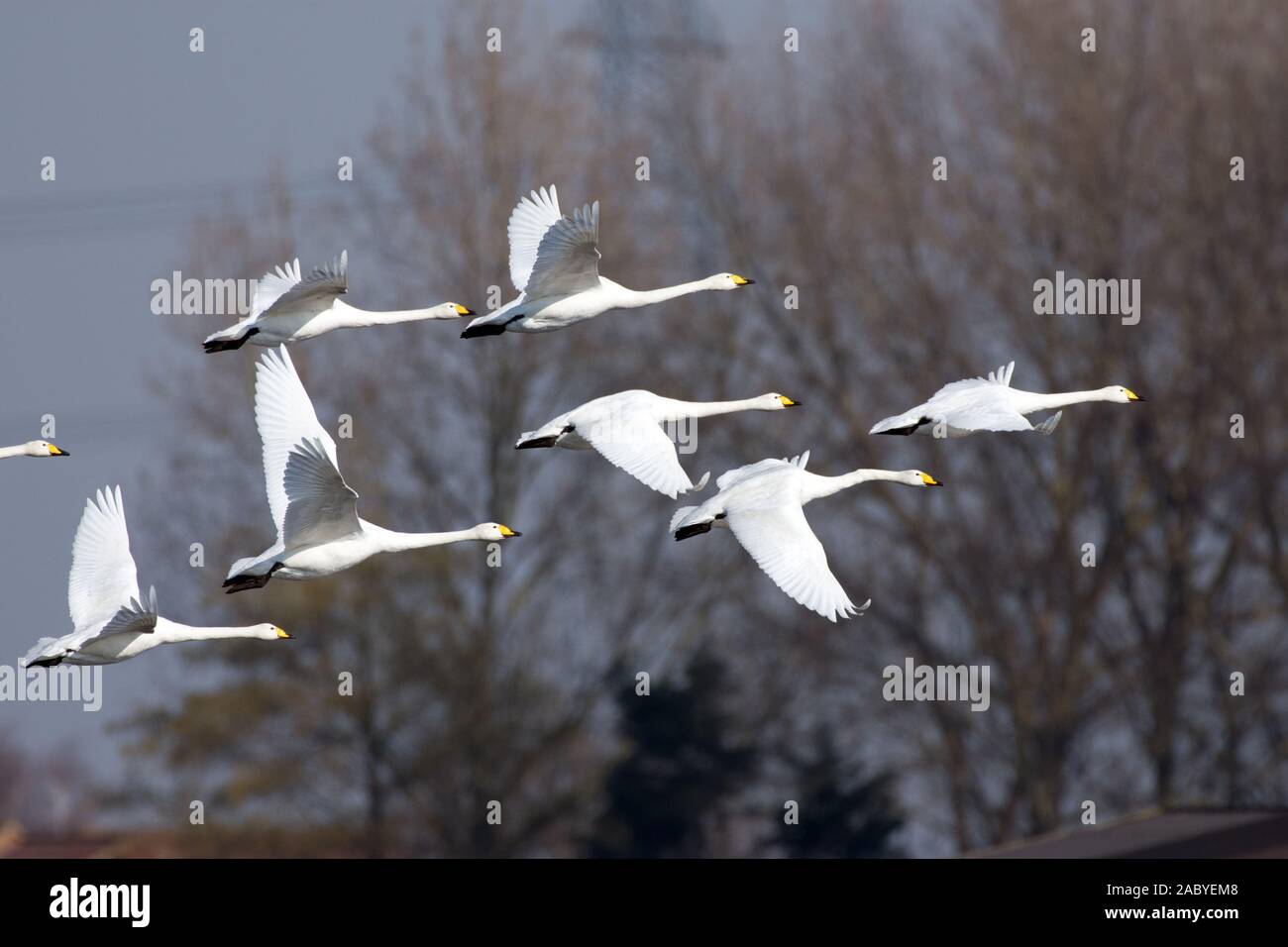 Singschwäne im Flug Stockfoto