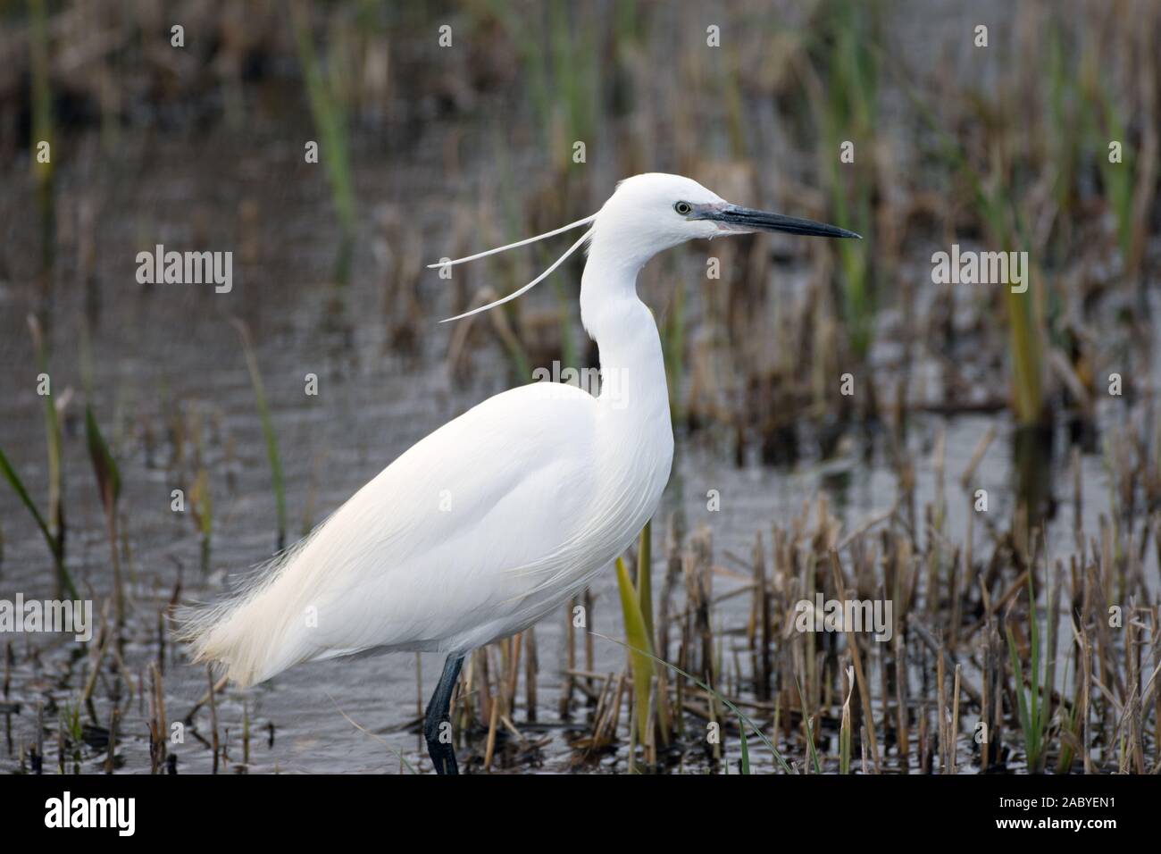 Kleine Egret weht im Sumpf Stockfoto