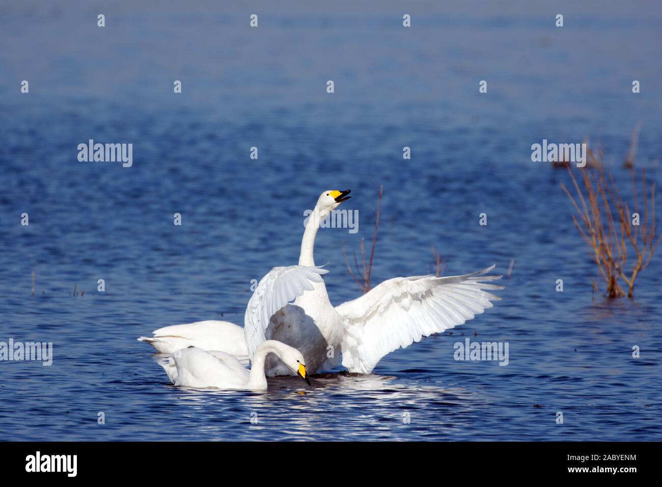 Singschwänen schwimmen Stockfoto