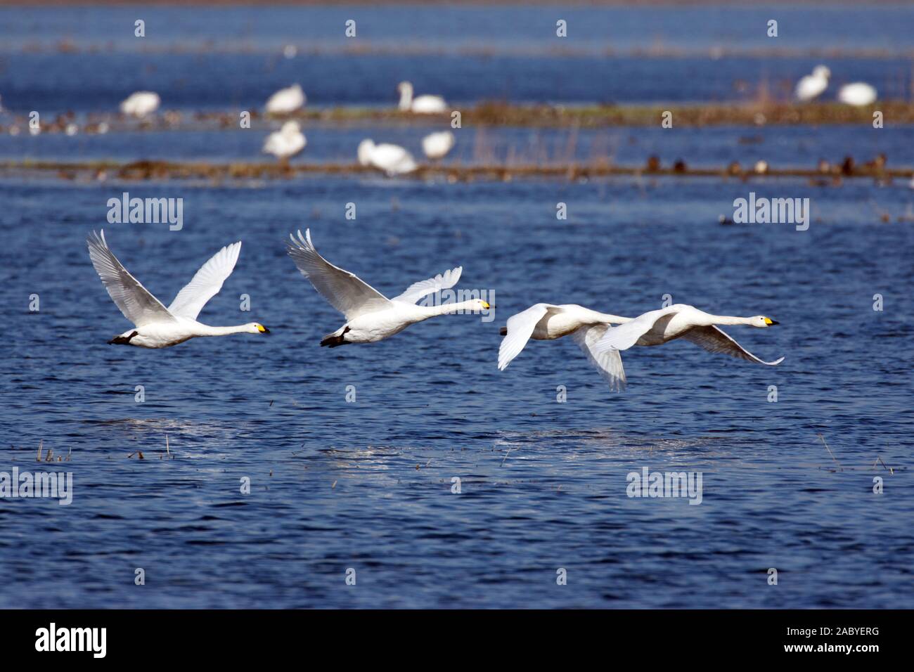 Singschwäne im Flug Stockfoto