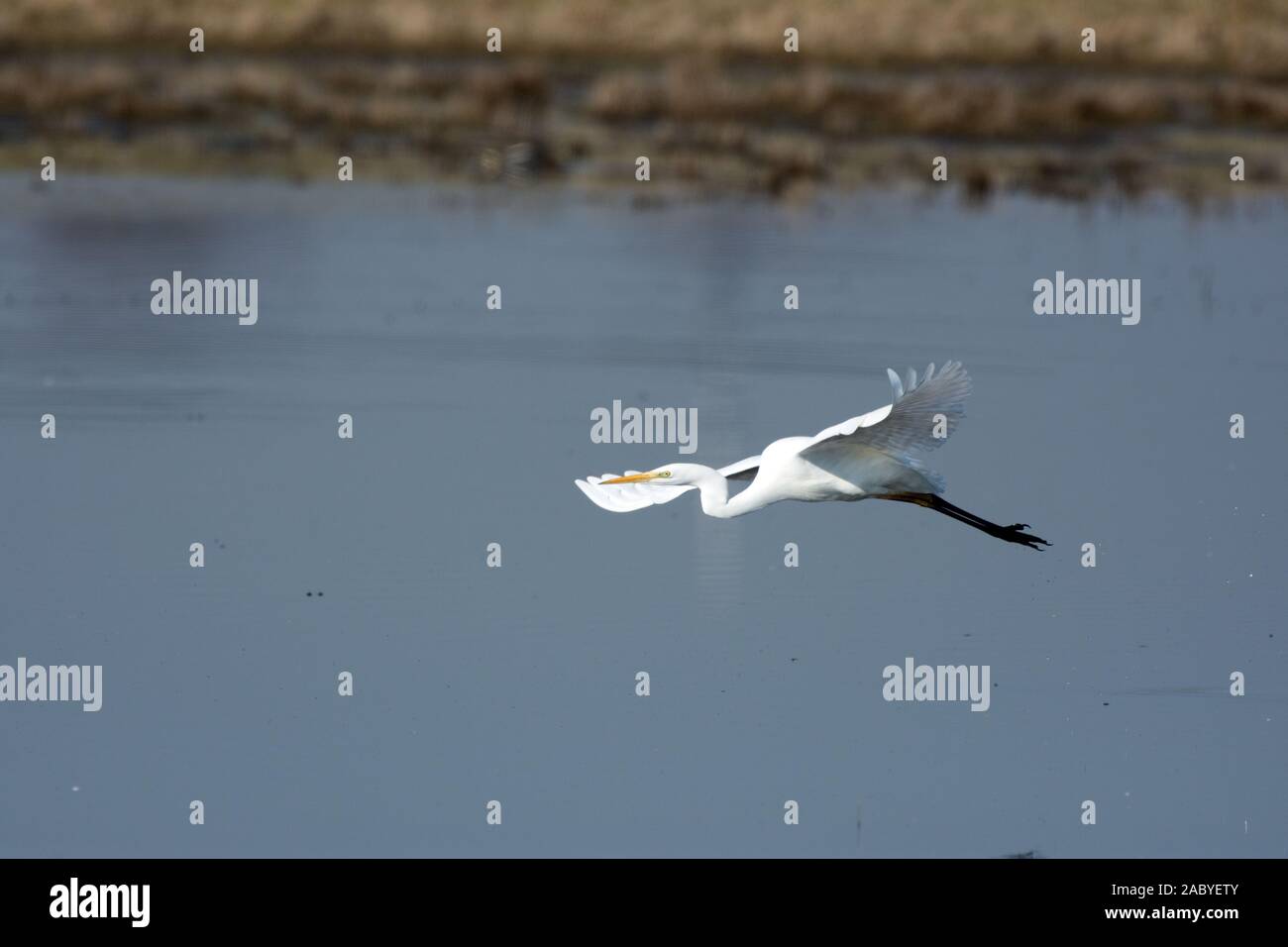 Silberreiher im Flug Stockfoto