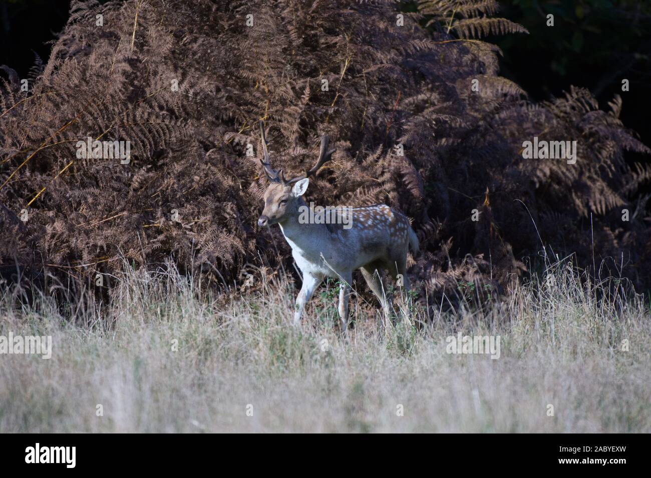 Brache buck während der Brunft Stockfoto