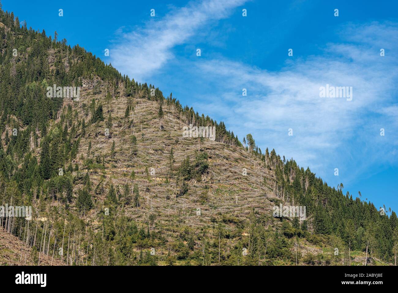 Bäume, von dem Wind im November 2018, Predazzo gefallen, Val di Fiemme. Naturkatastrophe in Trentino Alto Adige, Italien, Europa Stockfoto