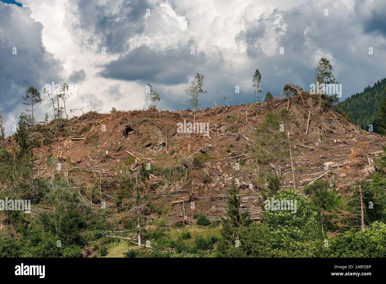 Bäume, von dem Wind im November 2018 gefallen, Baselga di Pine. Naturkatastrophe in Trentino Alto Adige, Italien, Europa Stockfoto
