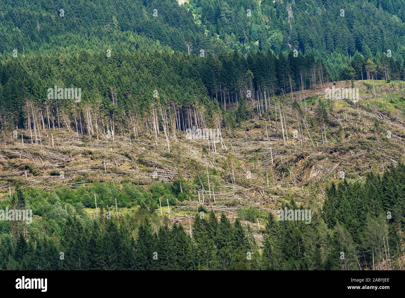 Wald mit Tausenden von Bäumen aufgrund der sehr starken Wind gefallen, November 2018, Baselga di Pine. Naturkatastrophe in Trentino Alto Adige, Italien Stockfoto