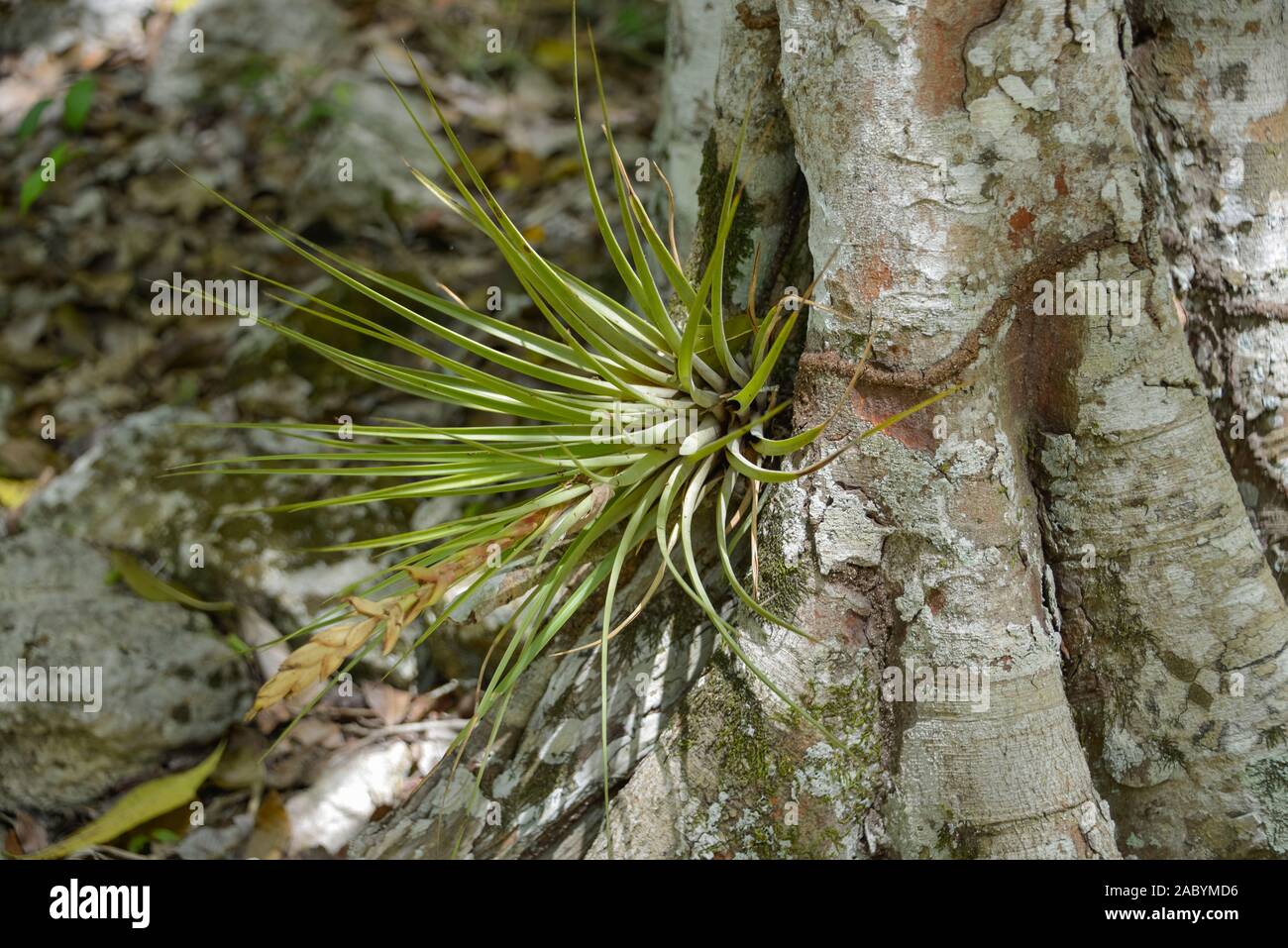 Tillandsia, Mexiko Stockfoto