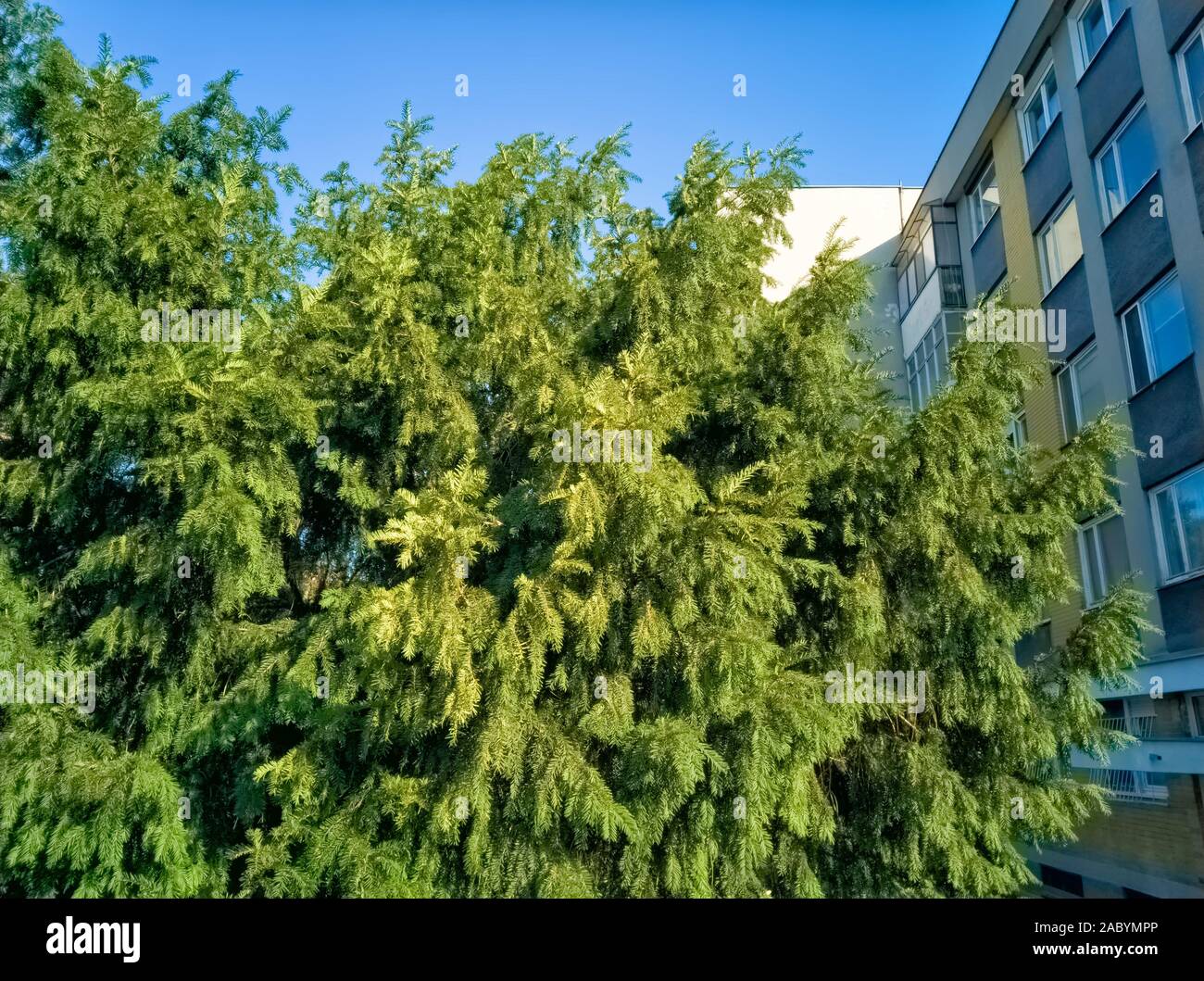 Immergrüner Baum und Bauten - grün und Architektur Hintergrund - Seitenansicht Stockfoto