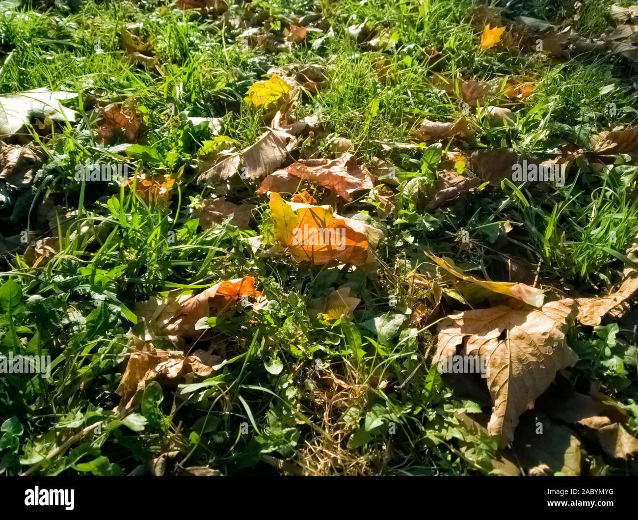 Grünes Gras und Blätter im Herbst close up - Hintergrund - perspektivische Ansicht Stockfoto