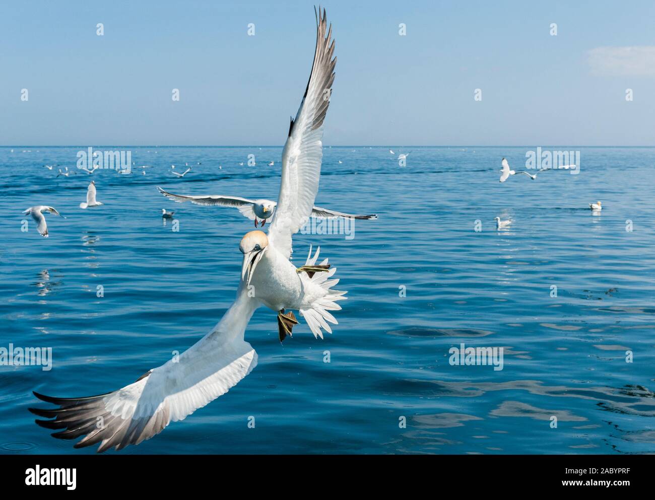 Northern Gannet Morus bassanus und andere Seevögel im Flug über der Nordsee Stockfoto