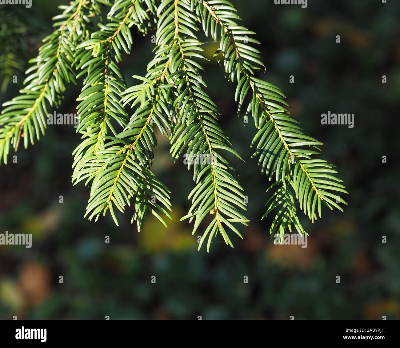 Eibe bltter -Fotos und -Bildmaterial in hoher Auflsung  Alamy