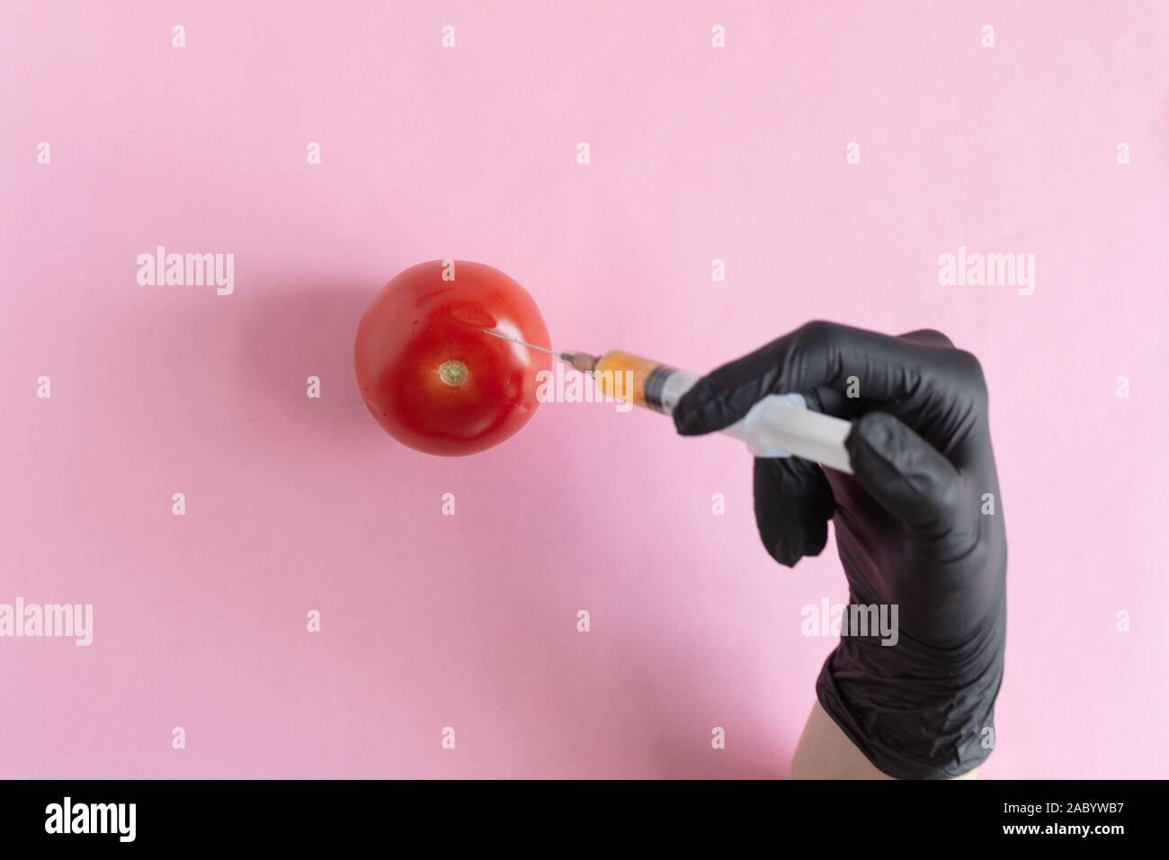 Chemische Verarbeitung von Gemüse, Düngemitteln und GVO. Hand der Person spritzt Chemikalien in Tomaten, GVO-Dünger und Chemikalien mit einer Spritze zu Stockfoto