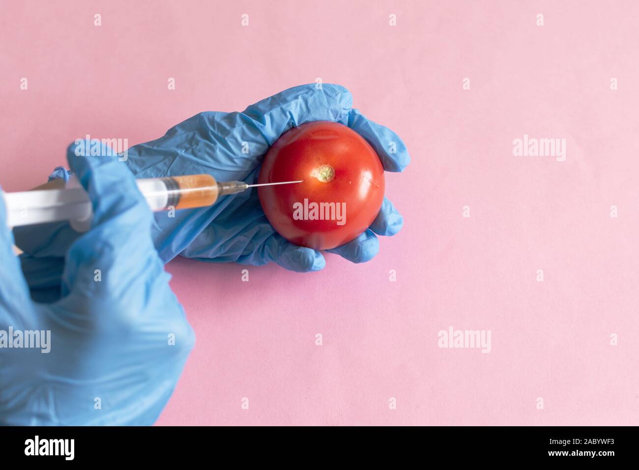 Chemische Verarbeitung von Gemüse, Düngemitteln und GVO. Hand der Person spritzt Chemikalien in Tomaten, GVO-Dünger und Chemikalien mit einer Spritze zu Stockfoto