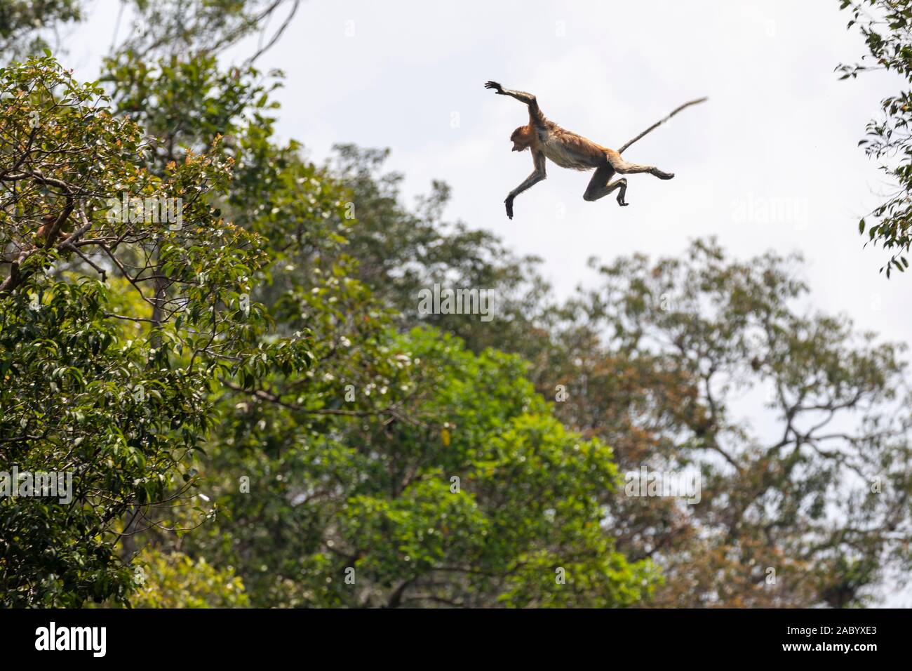 Ein nasser weiblichen Proboscis monkey Zurück springen über einen Fluss zum zweiten Mal in Tanjung Puting Nationalpark, Kalimantan, Borneo Stockfoto