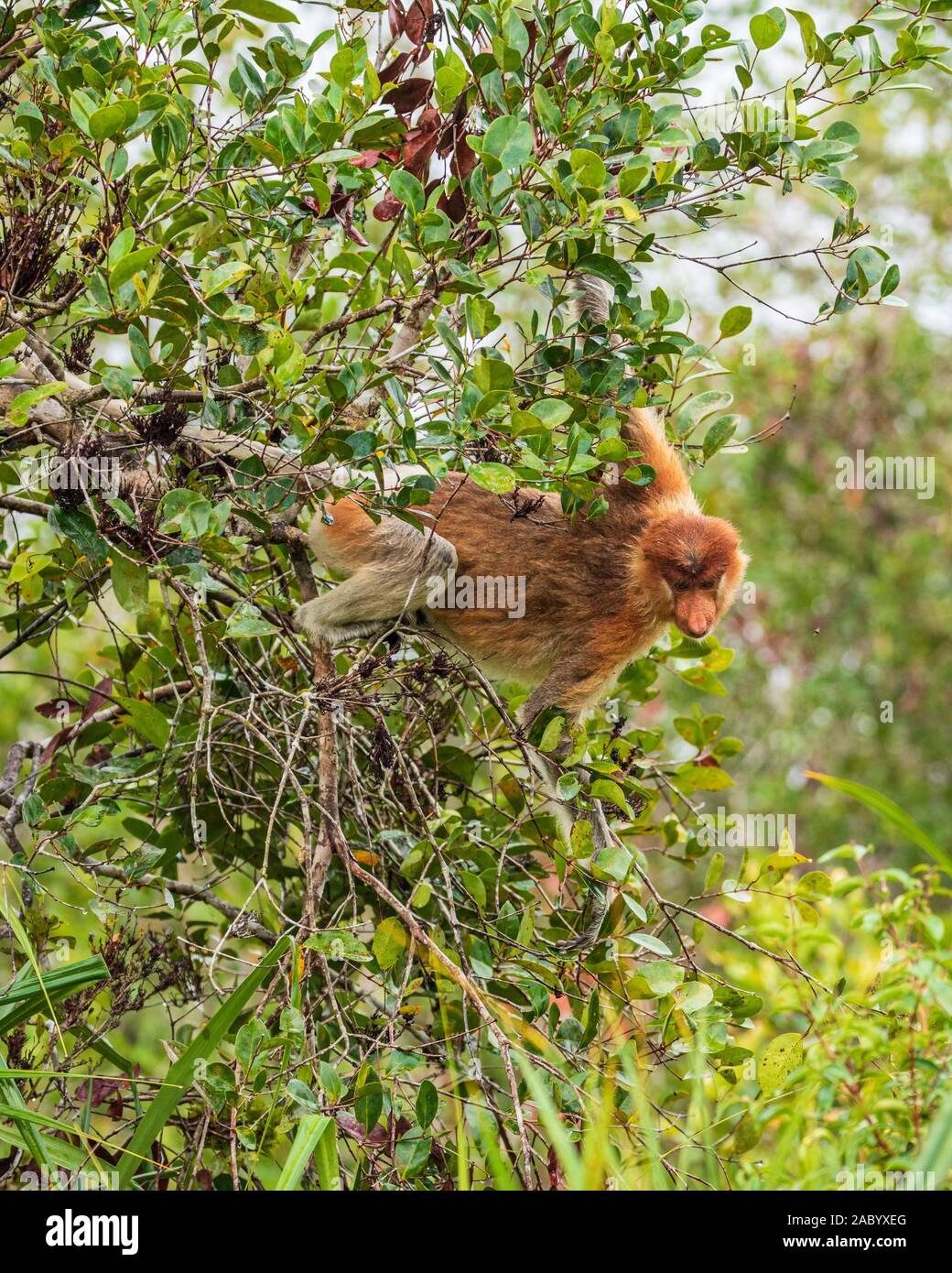 Wild Proboscis Monkey, Tanjung Puting Nationalpark, Kalimantan, Borneo Stockfoto