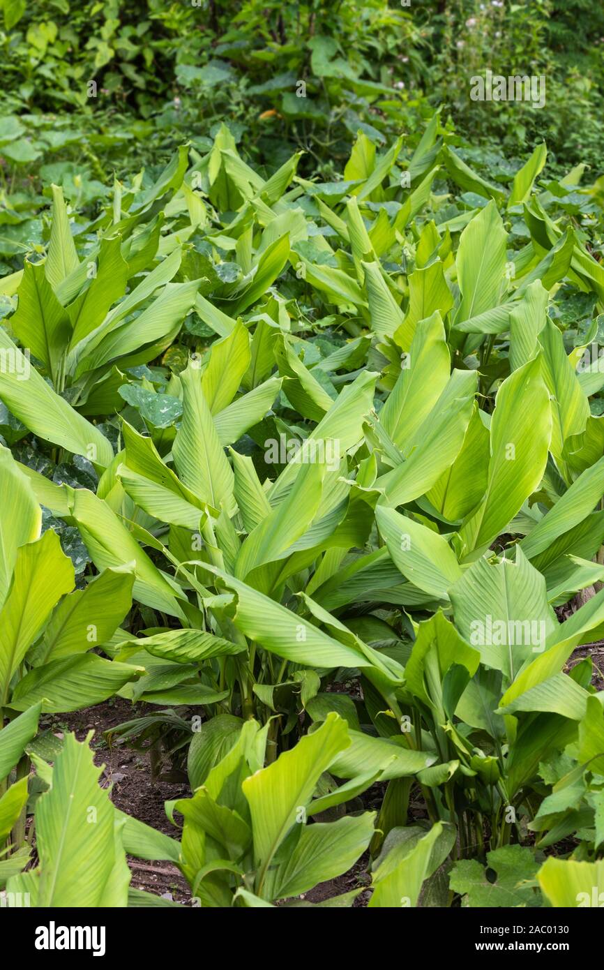 Gelbwurz, Kurkuma ist eine blühende Pflanze, Curcuma longa der Ingwerfamilie, Pokhara Nepal Stockfoto