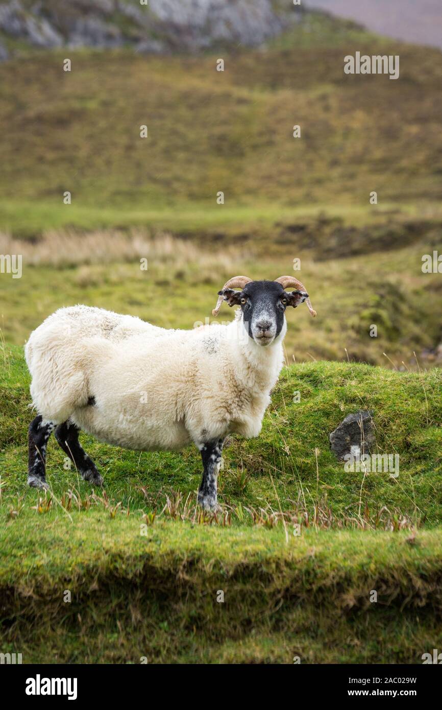 Curly - vorangegangen Lamm steht im Feld, nassen Wetter draußen Stockfoto