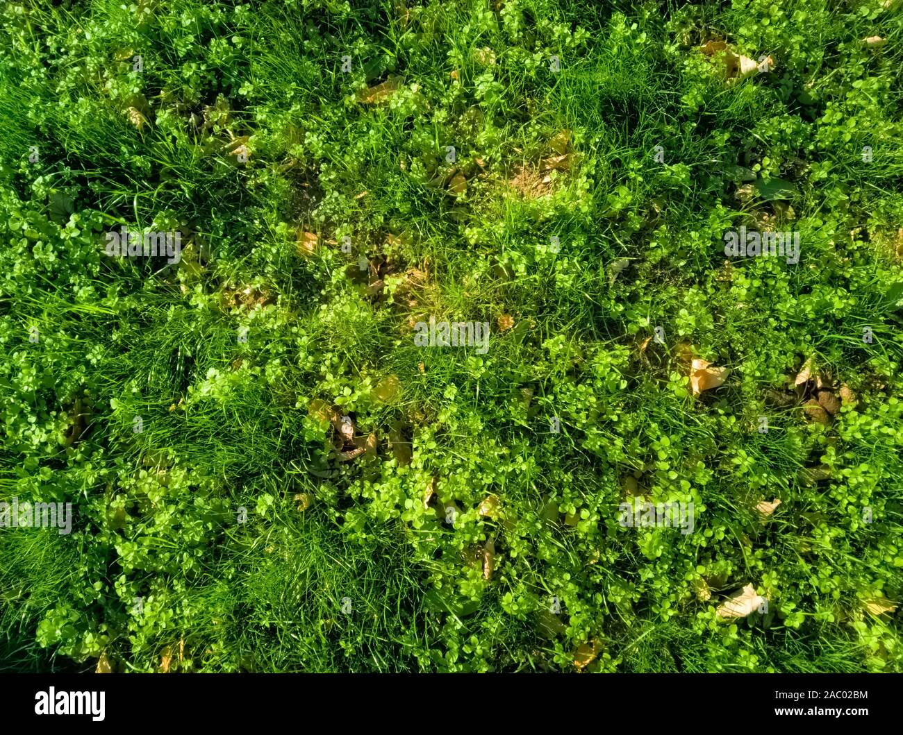 Grünes Gras und Blätter im Herbst Textur Hintergrund - Ansicht von oben Stockfoto