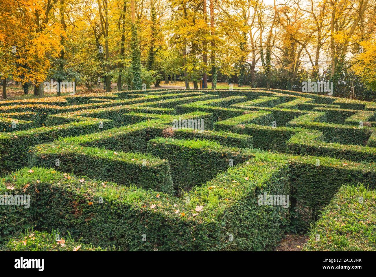 Ziergarten mit Hecken von buxus sempervirens als Labyrinth. Maze Garten ner Loucen Schloss in der Tschechischen republik. Bunte Bäume im Hintergrund Stockfoto