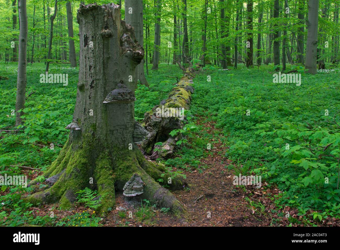 Tot Beech Tree Trunk infiziert mit falschen Zunder Pilz/Huf Pilz/Zunder conk, Nationalpark Hainich, Thüringen/Thüringen, Deutschland Stockfoto