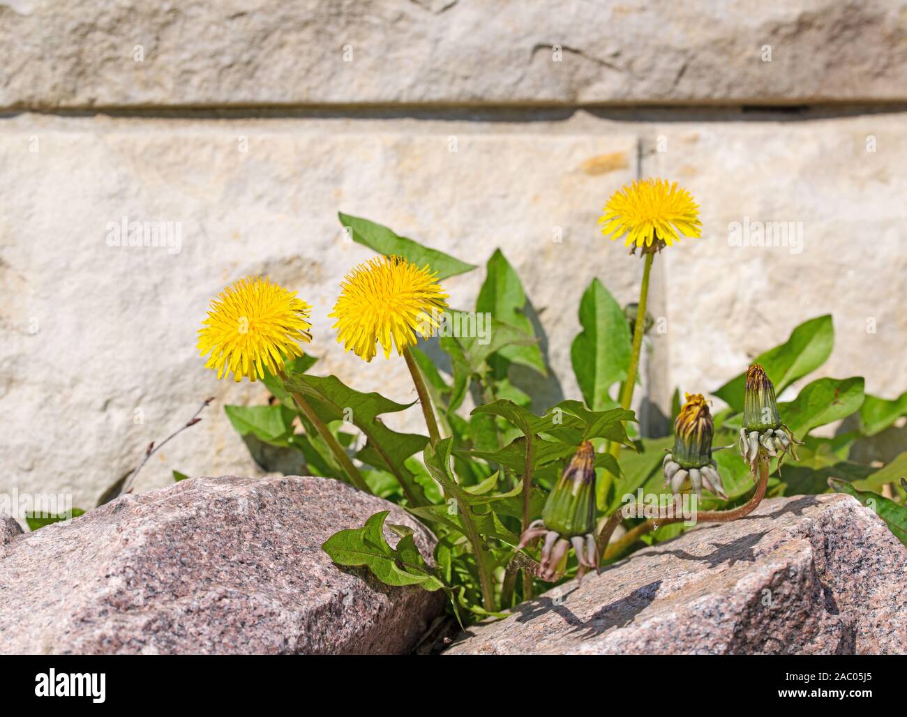 Blühende Löwenzahn zwischen Steinen Stockfoto