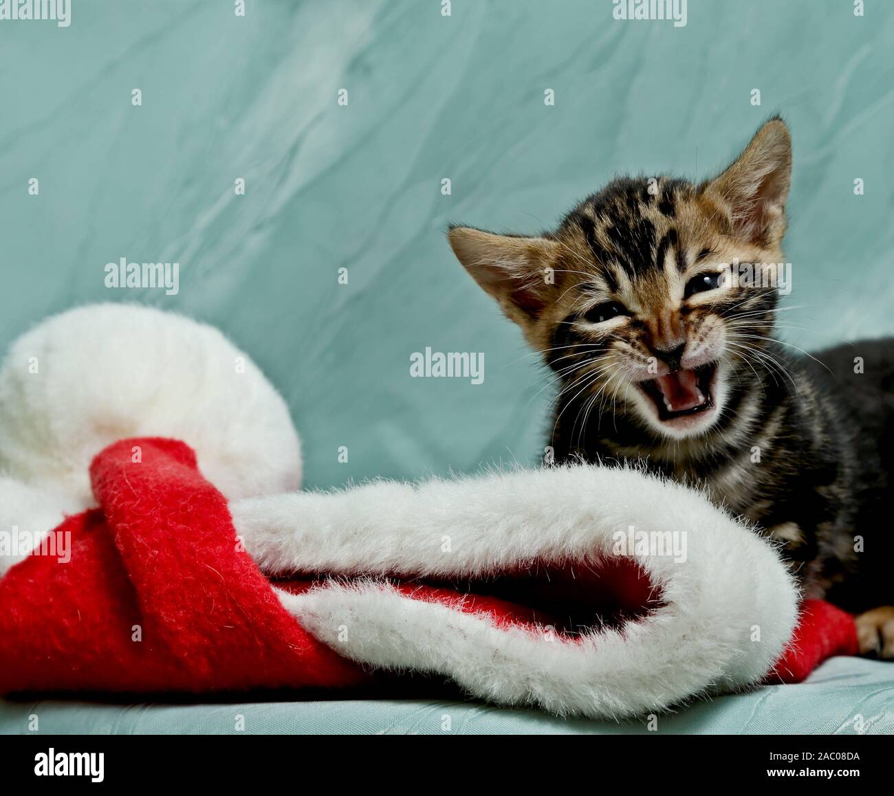Einen Monat alte gesprächig Bengal Katze Kätzchen mit roten Weihnachten Elf hut. Stockfoto