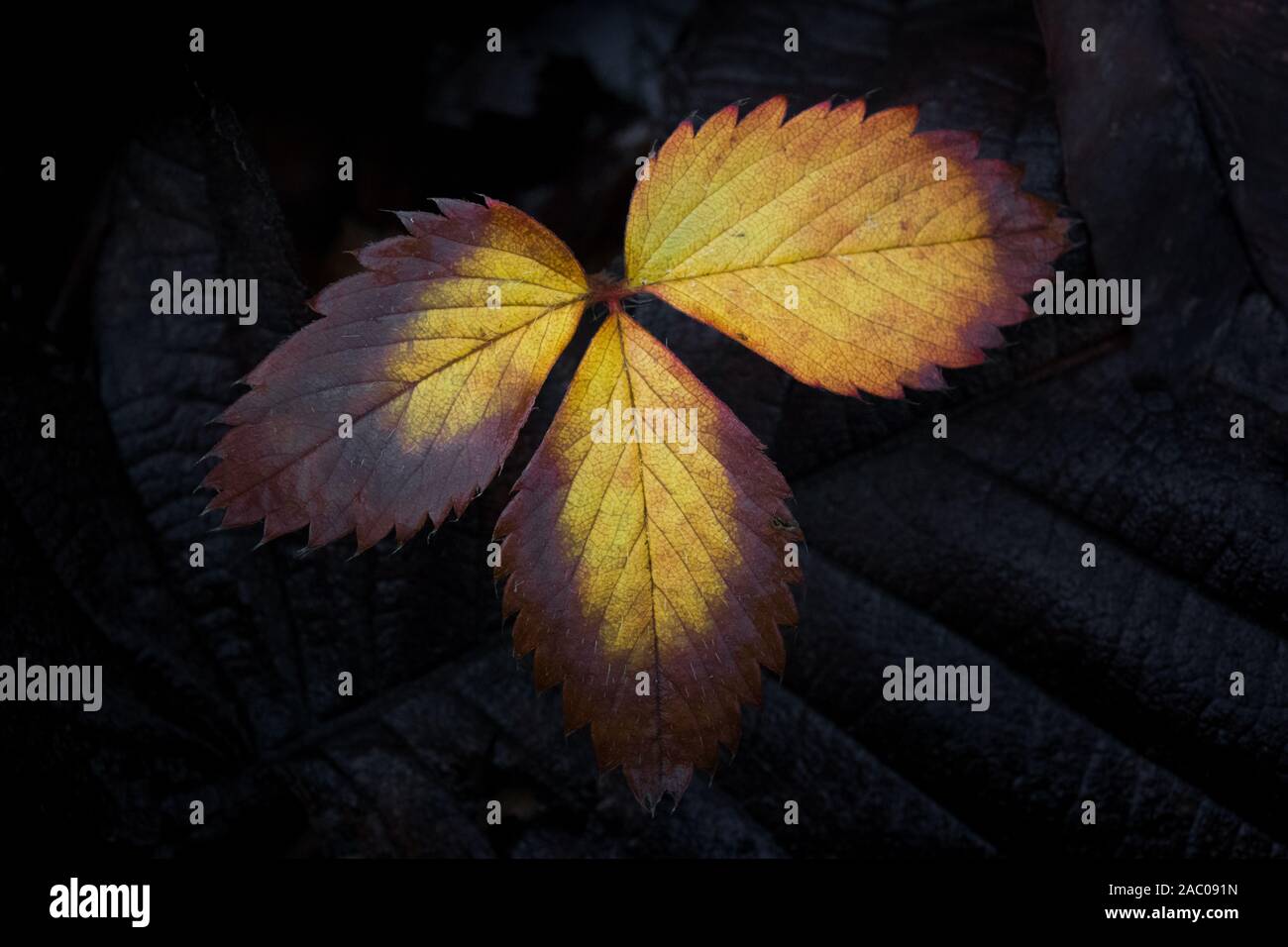 Erdbeerblätter Farben im Herbst Saison Stockfoto