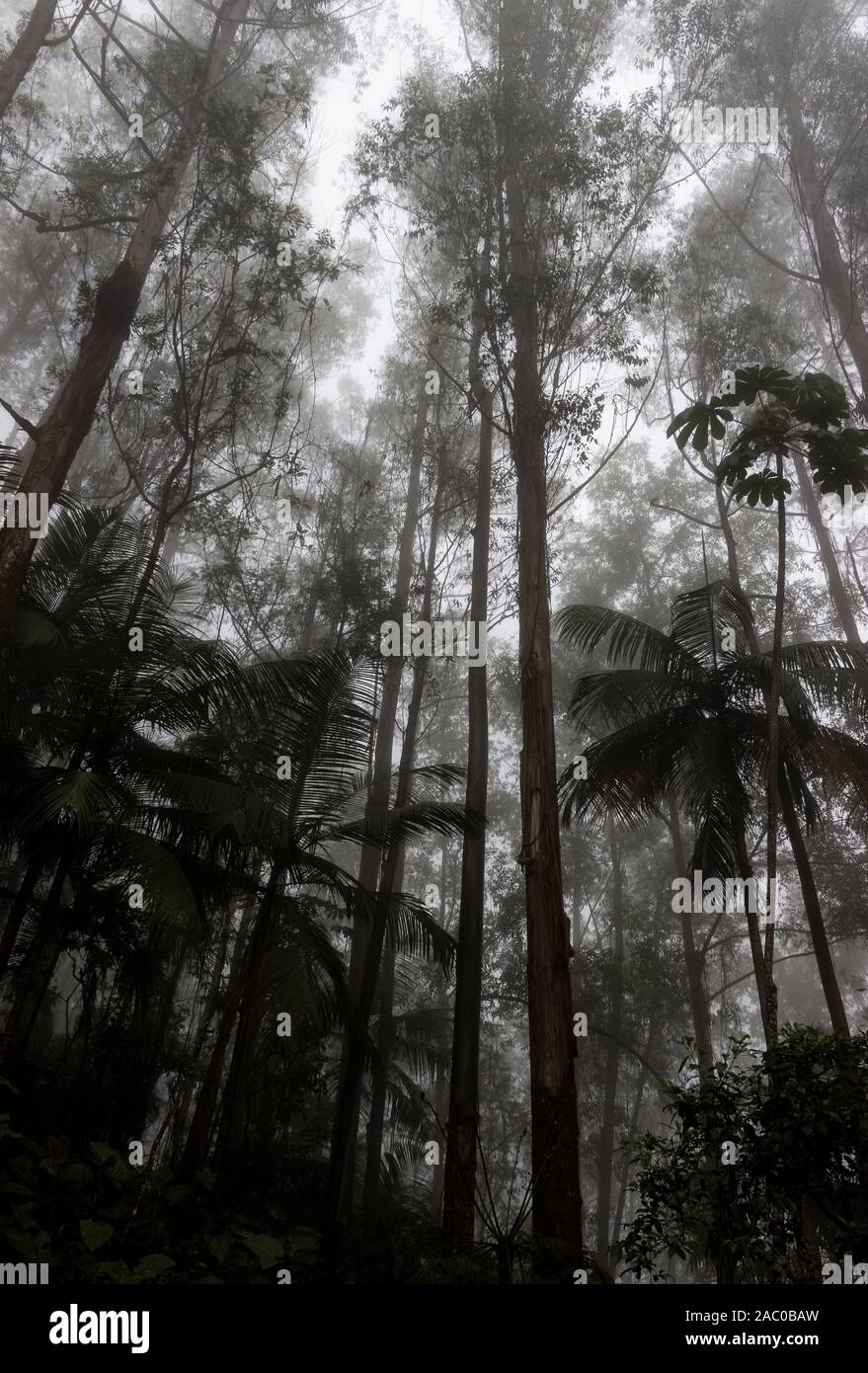 Foggy brasilianischen Regenwald Landschaft. Stockfoto