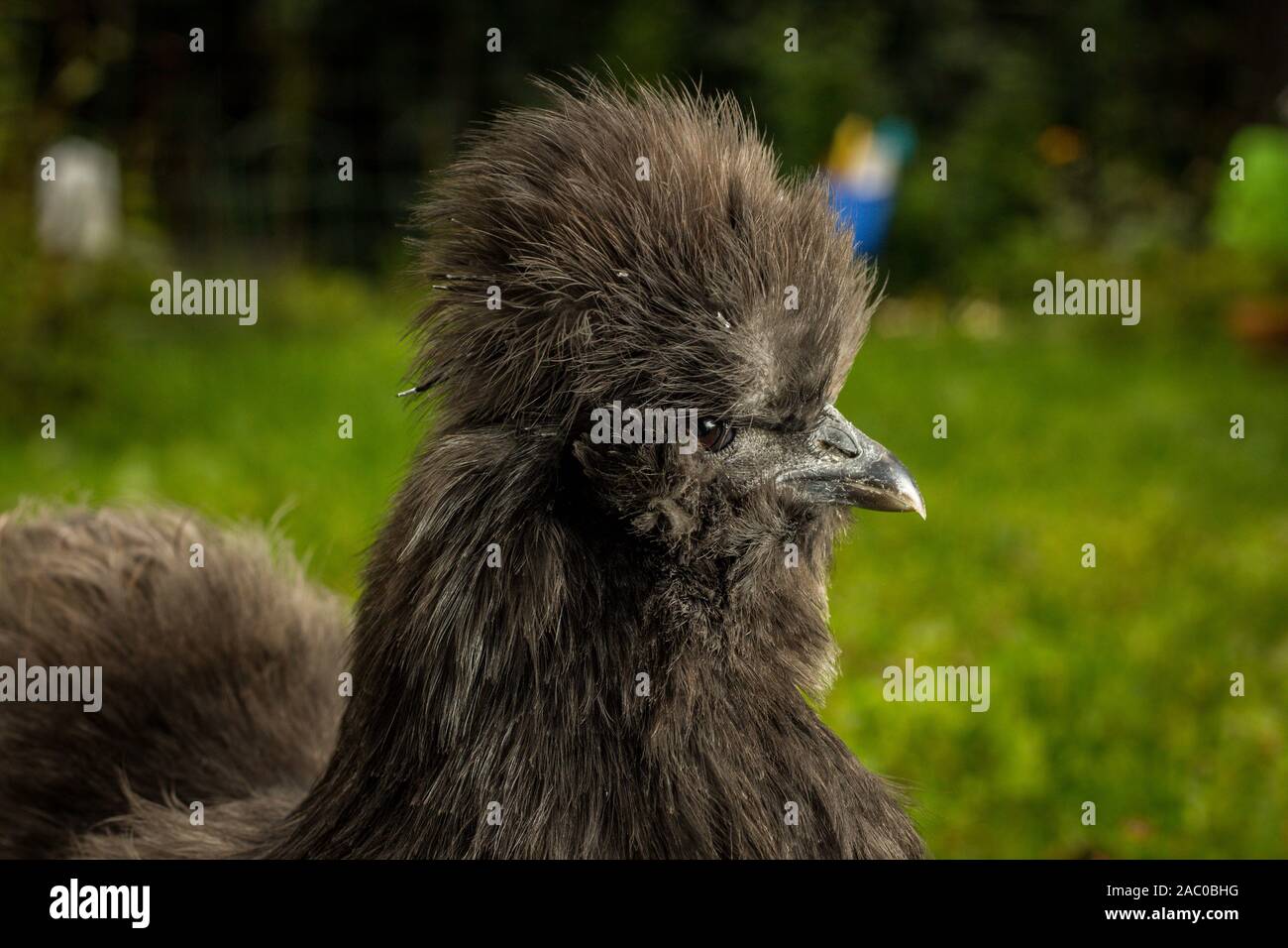 Flauschige blaue silkie farm Huhn die Erkundung der Hof Stockfoto