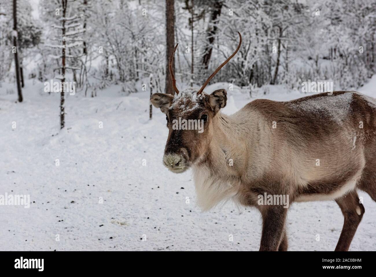 Finnland, Inari - Januar 2019: Rentier aus zu Fuß in den Wäldern Lapplands im Winter Stockfoto