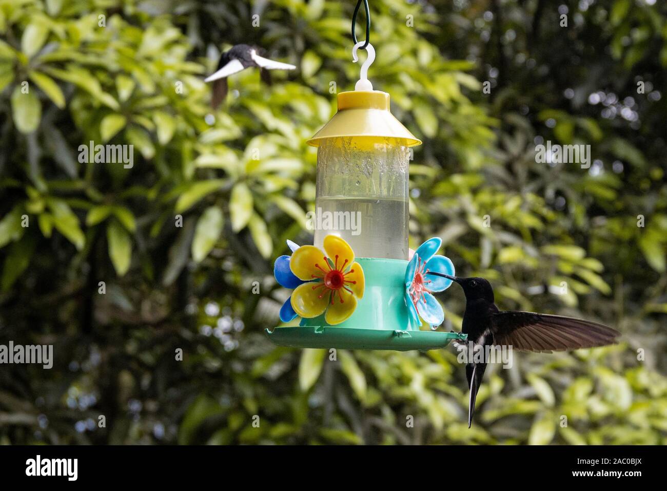 Brasilianische Kolibri Nektar trinken. Stockfoto