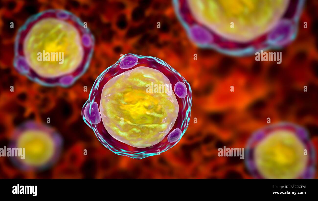 Blastocystis hominis Parasit, 3D-Darstellung. Der Erreger von Durchfallerkrankungen Infektionen beim Menschen Stockfoto