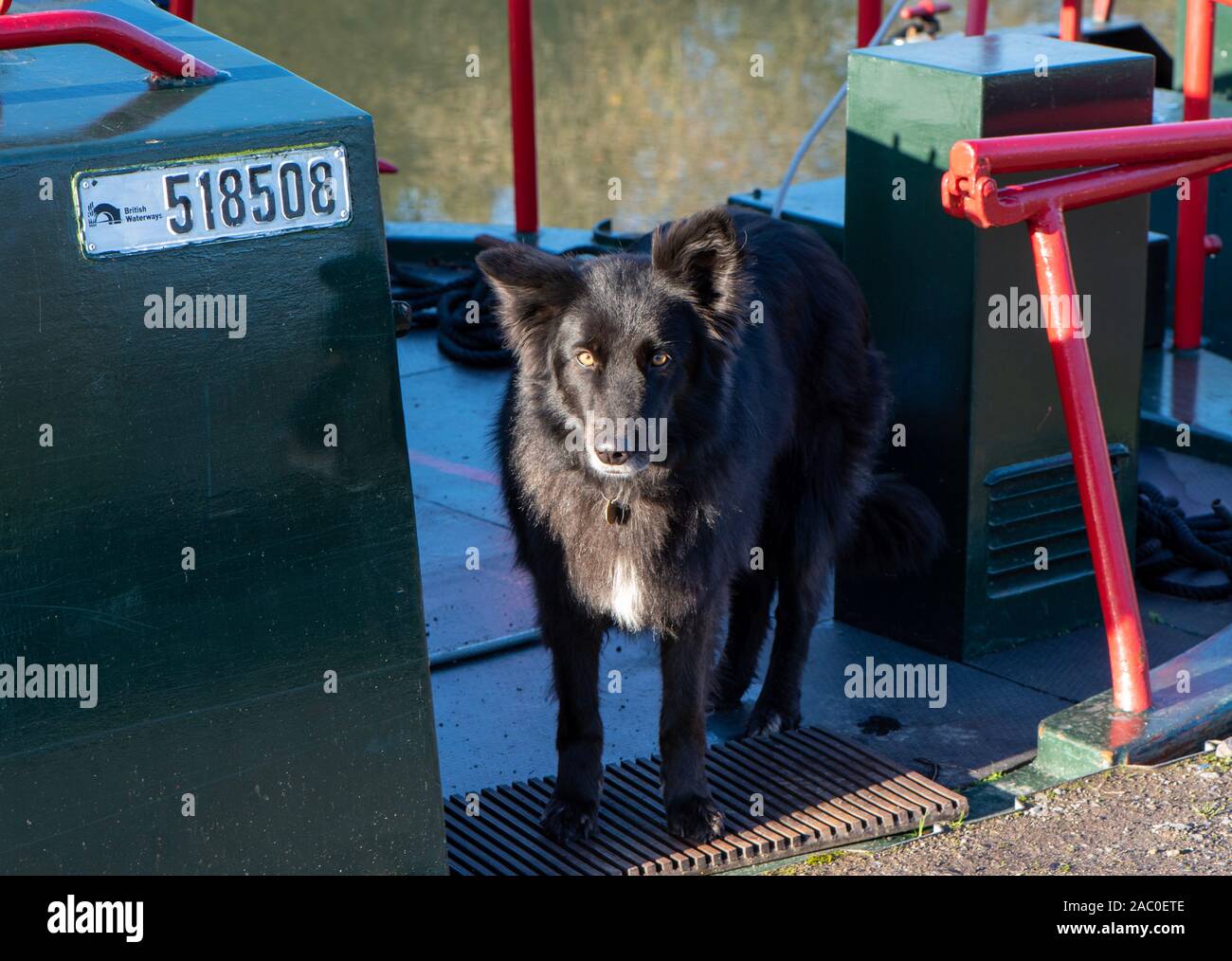 Kanalhund auf einem Lastkahn auf dem Kennet- und Avon-Kanal, Great Bedwyn, Wiltshire, Großbritannien Stockfoto