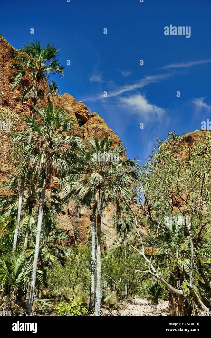 Echidna Chasm ist eine schmale und tiefe Schlucht mit 200 m hohe senkrechte Wände in den Bungle Bungle Nationalpark in North-west Australien Stockfoto