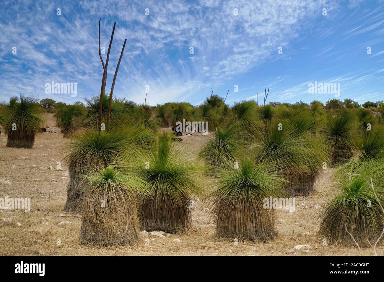 Von blackboy Bäume in Western Australia in der Nähe, haben Sie eine Krone von starren Gras wie die Blätter oberhalb der einzelnen Stamm sie gut für raue Co angepasst sind. Stockfoto