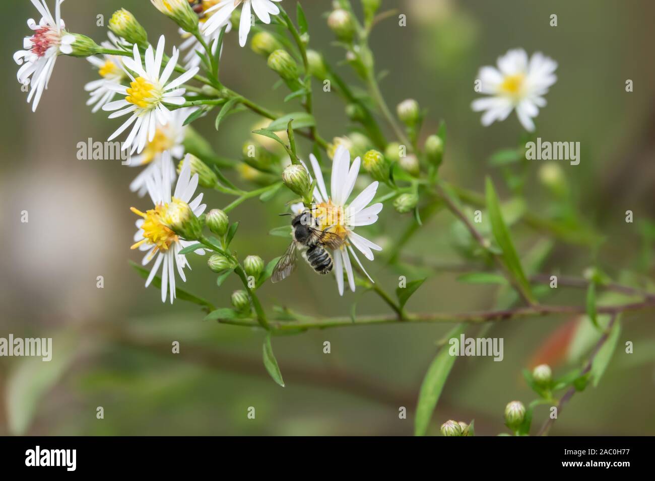 Leafcutter Biene auf Aster Blumen im Sommer Stockfoto