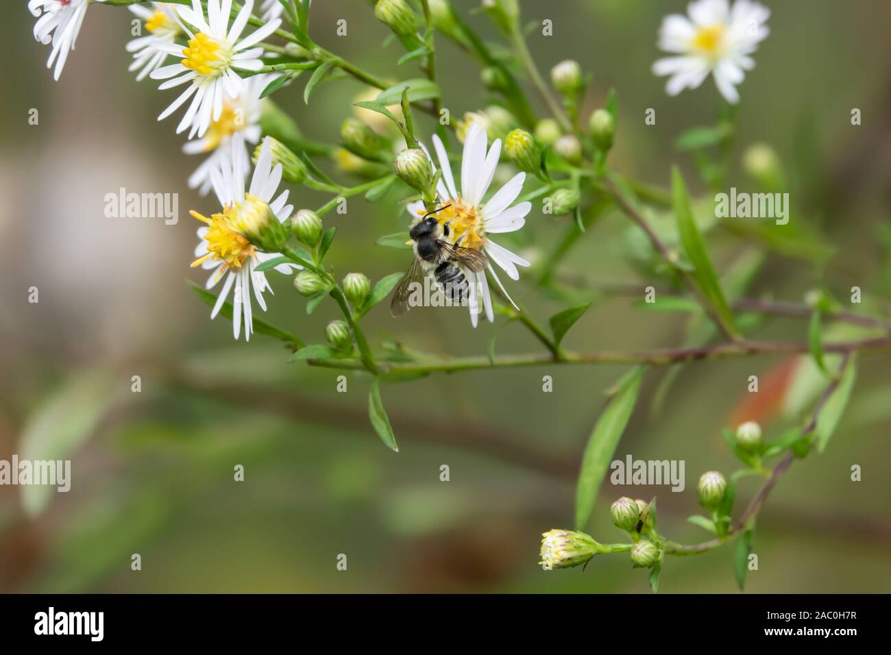 Leafcutter Biene auf Aster Blumen im Sommer Stockfoto