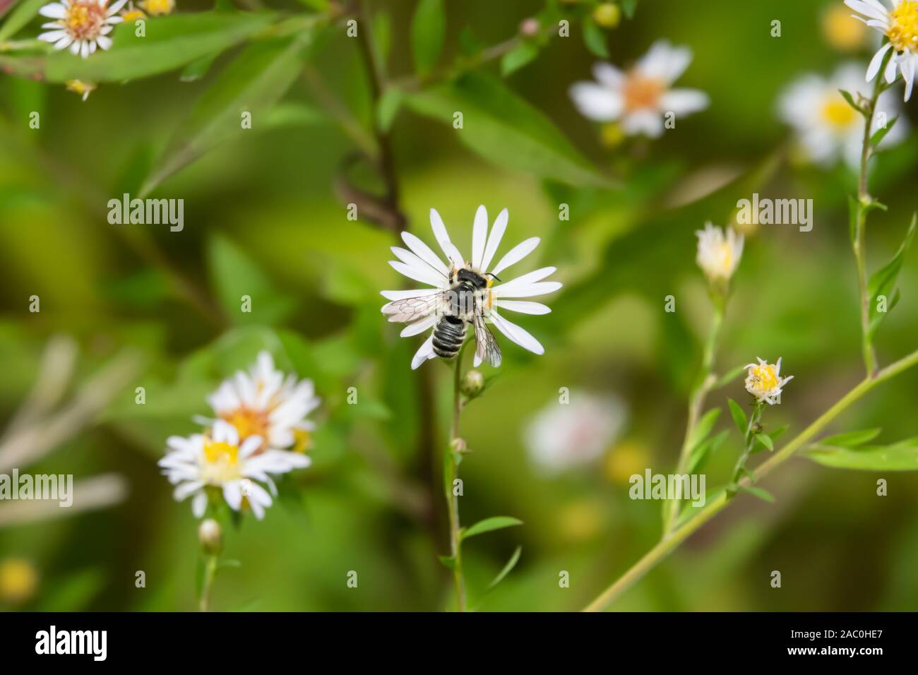 Leafcutter Biene auf Aster Blumen im Sommer Stockfoto