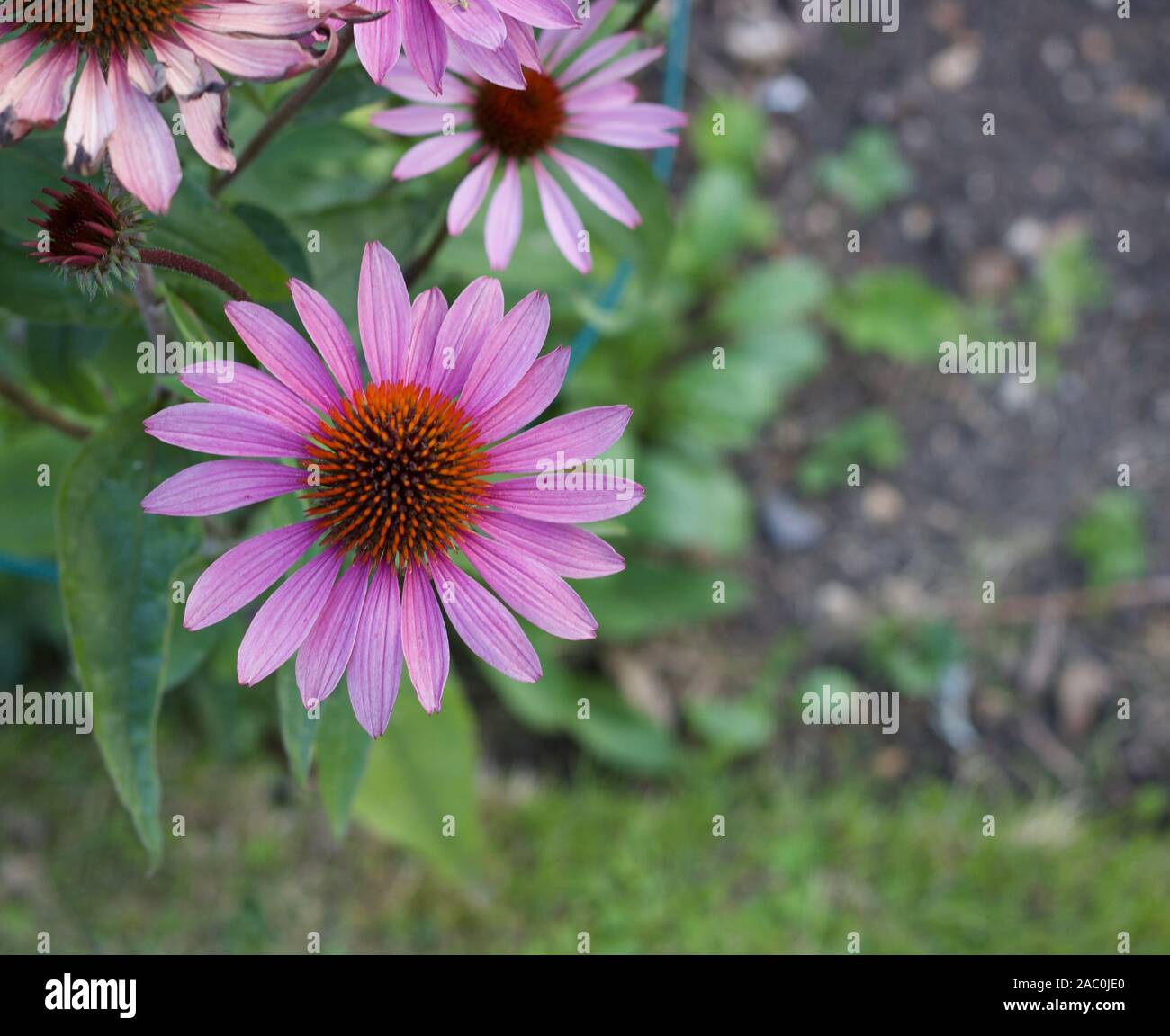 Ziemlich Echinacea Blume mit rosa Blütenblätter von oben Stockfoto