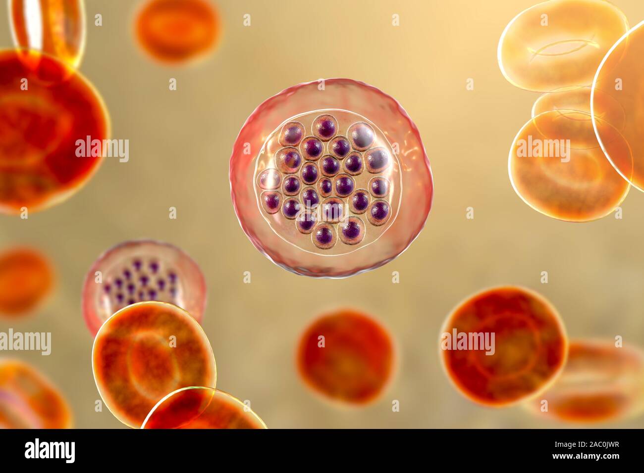 Protozoan Plasmodium falciparum in der Phase der schizont, Il Stockfoto