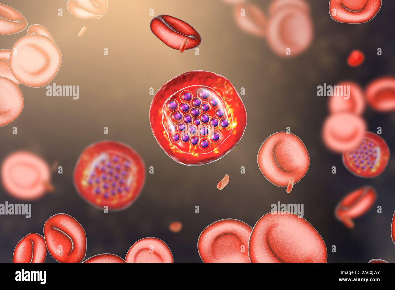 Protozoan Plasmodium falciparum in der Phase der schizont, Il Stockfoto