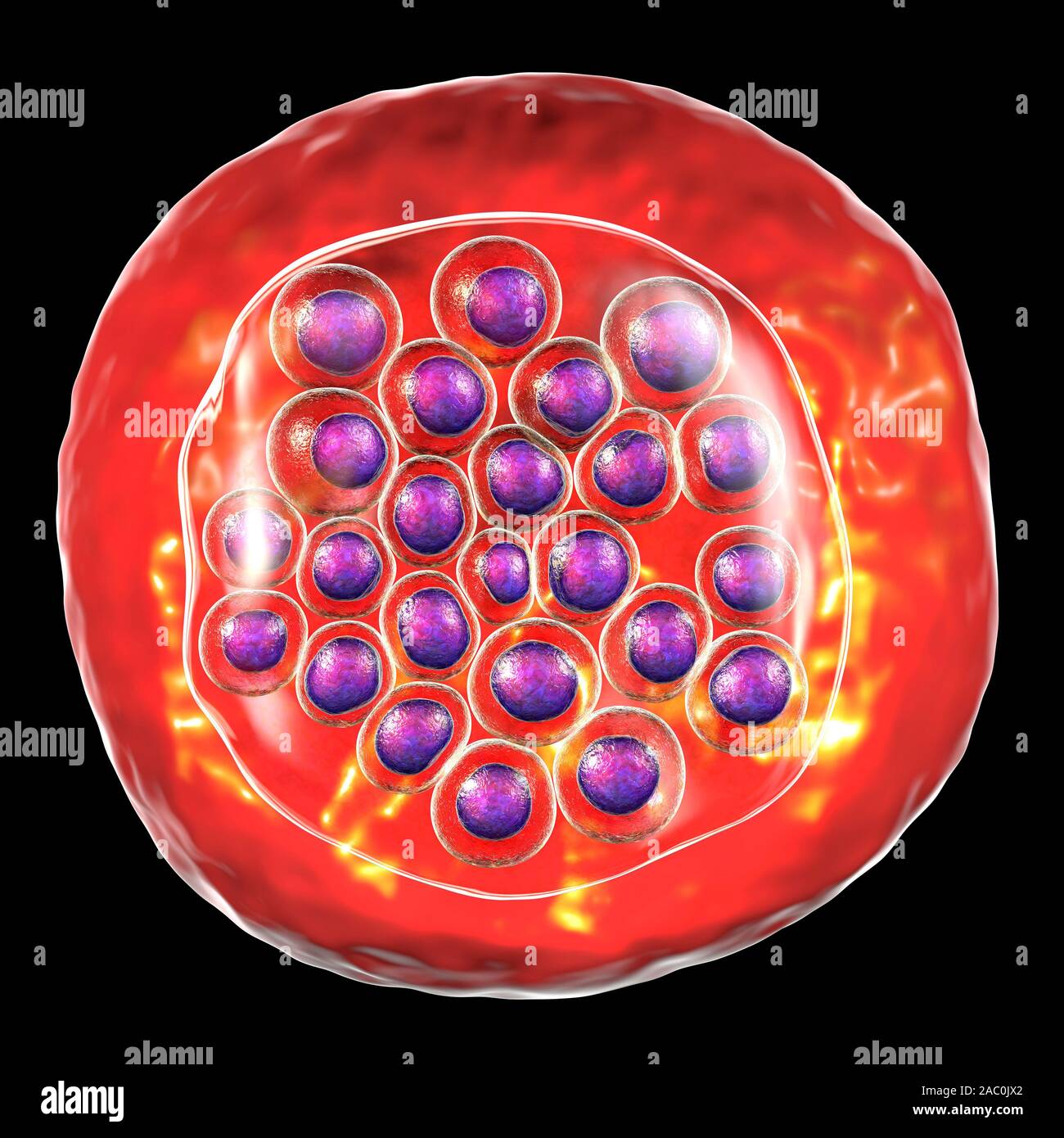 Protozoan Plasmodium falciparum in der Phase der schizont, Il Stockfoto