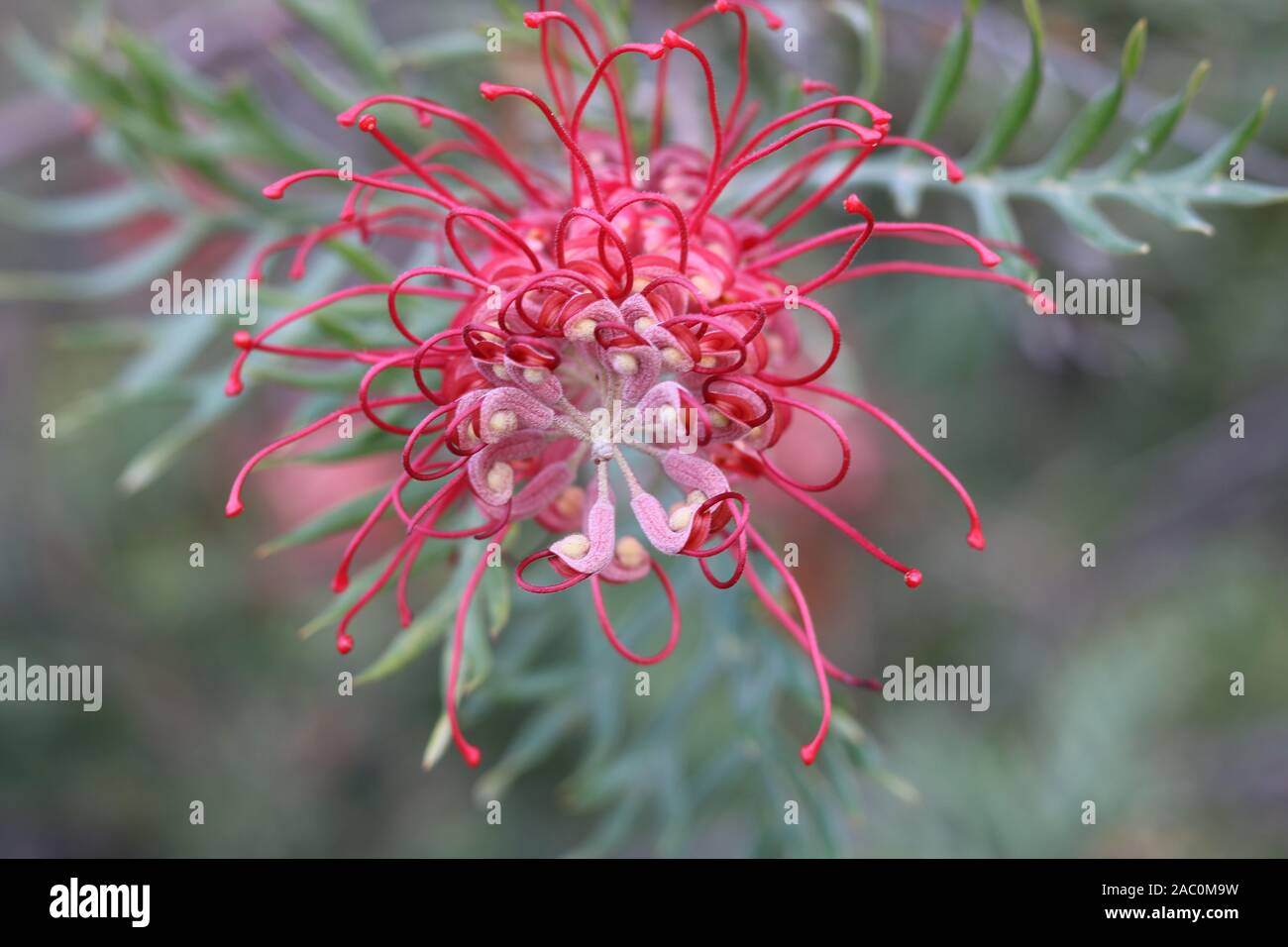 Schöne rosa grevillea Blume auf weichem grünen Hintergrund zeigt Staubblätter und Laub Detail - typische Blume von Australien Stockfoto