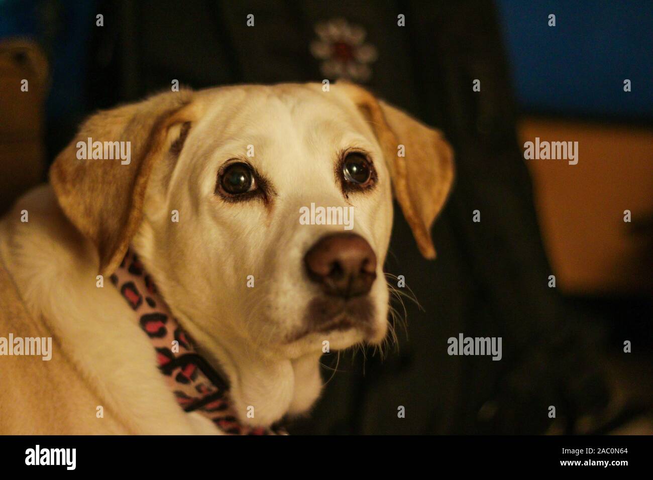 Ein Beagle und Lab mix Hund mit traurigen Augen, schließen. Eine beliebte Kreuzen von zwei beliebte Eltern, den Beagle und der Labrador. Die beiden Rassen sind bekannte fo Stockfoto