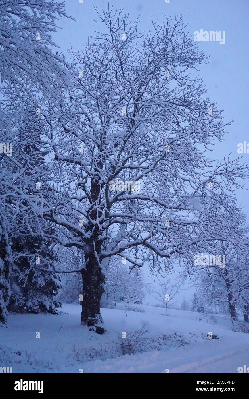 Ziemlich Baum in schlechten Straßenverhältnisse im ersten Winter Sturm der Saison. Hübsche schwarze und weiße Wunderland Stockfoto
